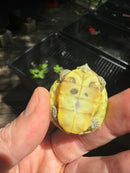Pastel Clown Red Eared Slider Turtle 2025