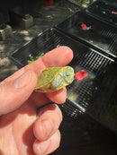Pastel Clown Red Eared Slider Turtle 2025