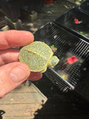 Pastel Clown Red Eared Slider Turtle 2025
