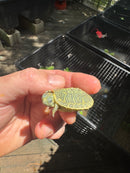 Pastel Clown Red Eared Slider Turtle 2025