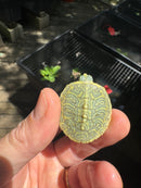 Pastel Clown Red Eared Slider Turtle 2025