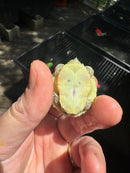 Pastel Clown Red Eared Slider Turtle 2025