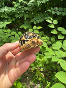 Sri Lankan Star Tortoise 2024