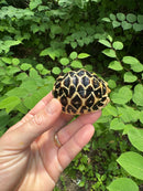 Sri Lankan Star Tortoise 2024