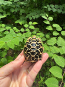 Sri Lankan Star Tortoise 2024