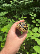 Sri Lankan Star Tortoise 2024