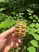 Sri Lankan Star Tortoise 2024