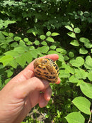 Sri Lankan Star Tortoise 2024