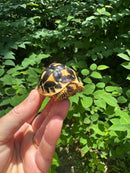 Sri Lankan Star Tortoise 2024