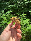 Sri Lankan Star Tortoise 2024