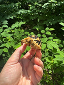 Sri Lankan Star Tortoise 2024