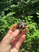 Sri Lankan Star Tortoise 2024