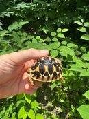 Sri Lankan Star Tortoise 2024