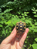 Sri Lankan Star Tortoise 2024