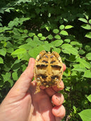 Sri Lankan Star Tortoise 2024