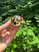Sri Lankan Star Tortoise 2024