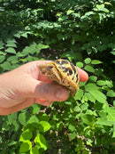 Sri Lankan Star Tortoise 2024