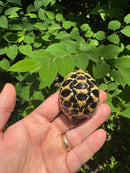 Sri Lankan Star Tortoise 2024