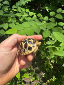 Sri Lankan Star Tortoise 2024