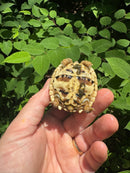 Sri Lankan Star Tortoise 2024