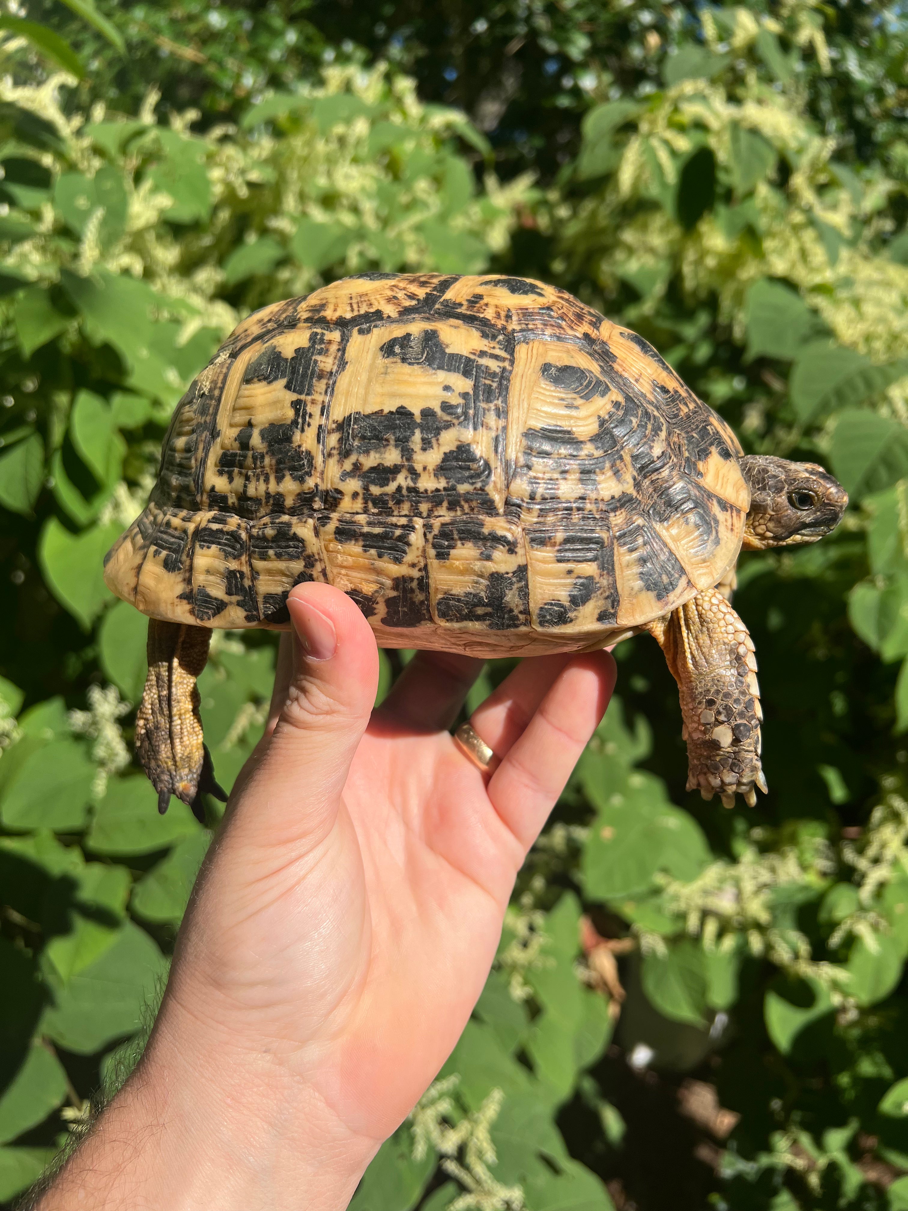 Libyan Greek Tortoise For Sale | American Reptile Distributors