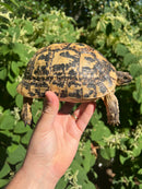 Libyan Greek Tortoise Adult Female