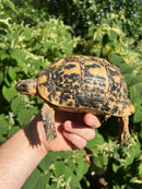 Libyan Greek Tortoise Adult Female