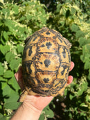 Libyan Greek Tortoise Adult Female