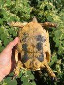 Libyan Greek Tortoise Adult Female