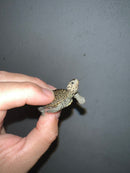 Concentric Diamondback Terrapin 2023 (Malaclemys terrapin)
