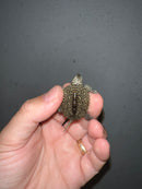 Concentric Diamondback Terrapin 2023 (Malaclemys terrapin)