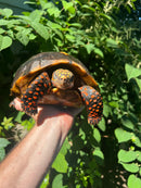 Suriname Red Foot Tortoise Adult Pair 4 (Chelonoidis carbonaria)