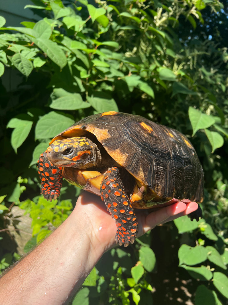 Suriname Red Foot Tortoise Adult Pair 4 (Chelonoidis carbonaria)