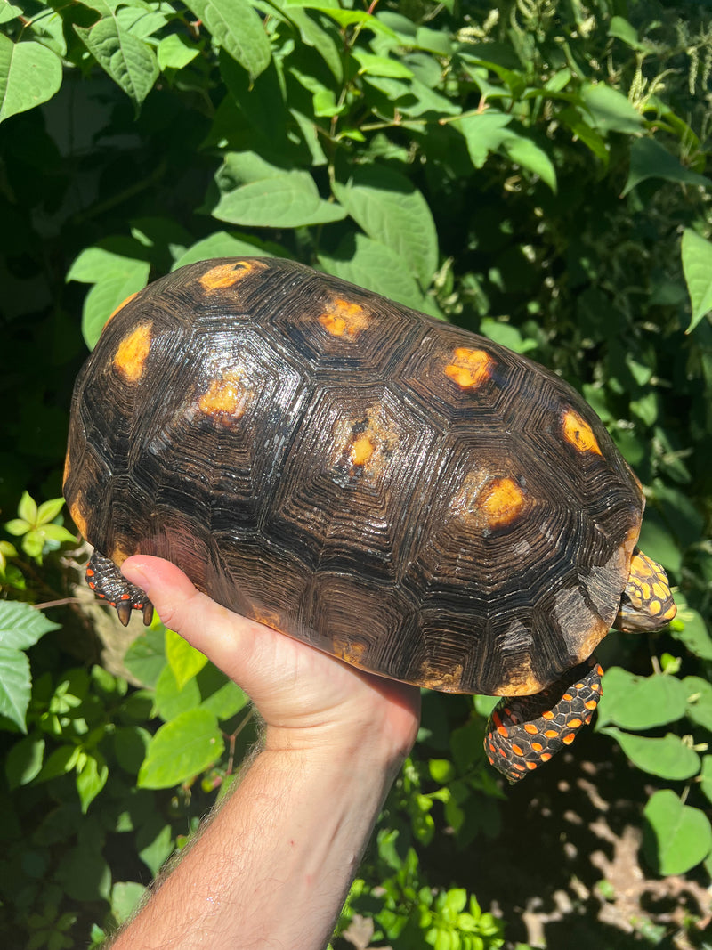 Suriname Red Foot Tortoise Adult Pair 4 (Chelonoidis carbonaria)