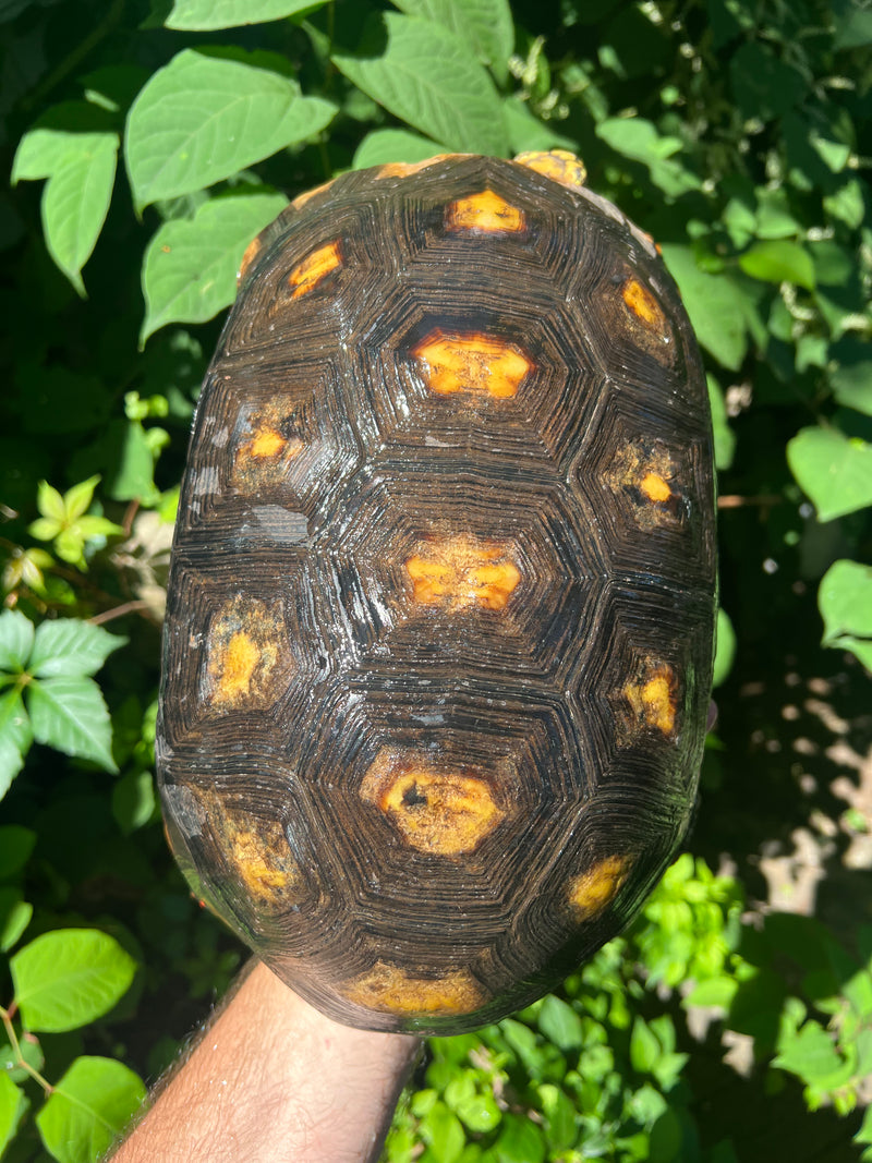 Suriname Red Foot Tortoise Adult Pair 4 (Chelonoidis carbonaria)