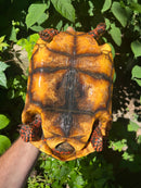 Suriname Red Foot Tortoise Adult Pair 4 (Chelonoidis carbonaria)
