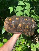 Suriname Red Foot Tortoise Adult Pair 4 (Chelonoidis carbonaria)