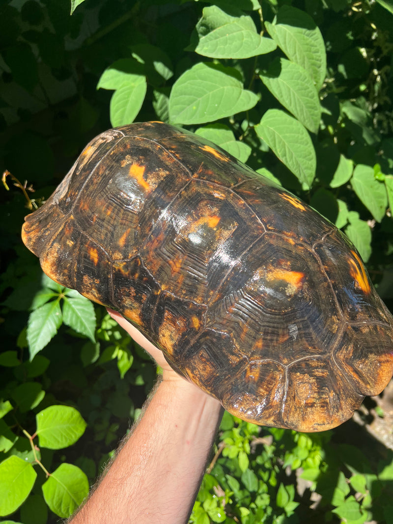 Suriname Red Foot Tortoise Adult Pair 4 (Chelonoidis carbonaria)