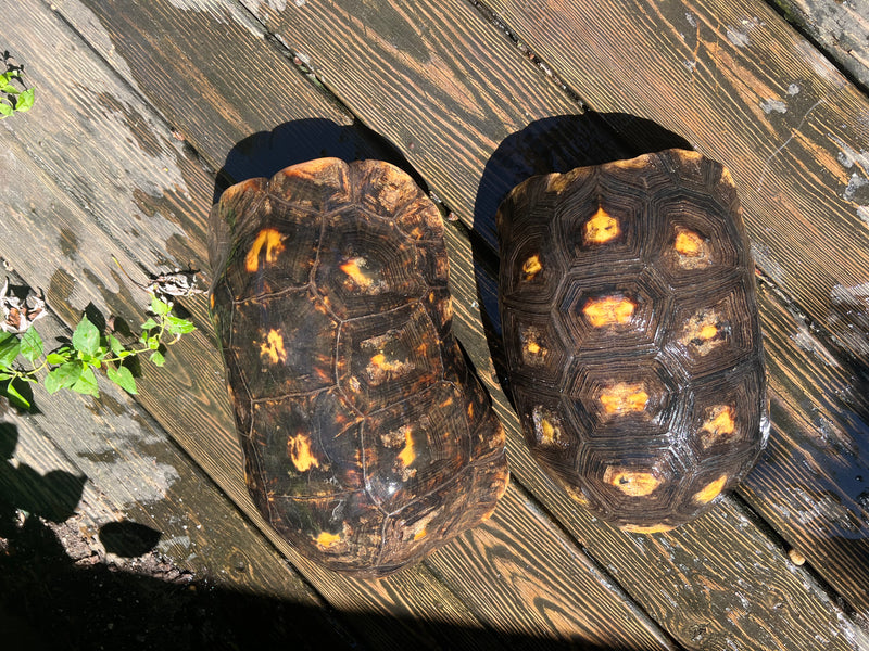 Suriname Red Foot Tortoise Adult Pair 4 (Chelonoidis carbonaria)