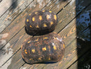 Suriname Red Foot Tortoise Adult Pair 4 (Chelonoidis carbonaria)