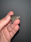 Concentric Diamondback Terrapin 2023 (Malaclemys terrapin)