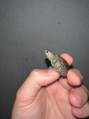 Concentric Diamondback Terrapin 2023 (Malaclemys terrapin)