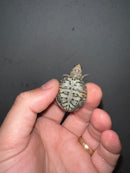 Concentric Diamondback Terrapin 2023 (Malaclemys terrapin)