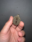 Concentric Diamondback Terrapin 2023 (Malaclemys terrapin)