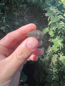 Razor backed Musk Turtle X Stinkpot Musk Turtle Hybrid Baby (Sternotherus carinatus X odoratus)