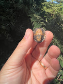 Razor backed Musk Turtle X Stinkpot Musk Turtle Hybrid Baby (Sternotherus carinatus X odoratus)