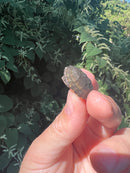 Razor backed Musk Turtle X Stinkpot Musk Turtle Hybrid Baby (Sternotherus carinatus X odoratus)