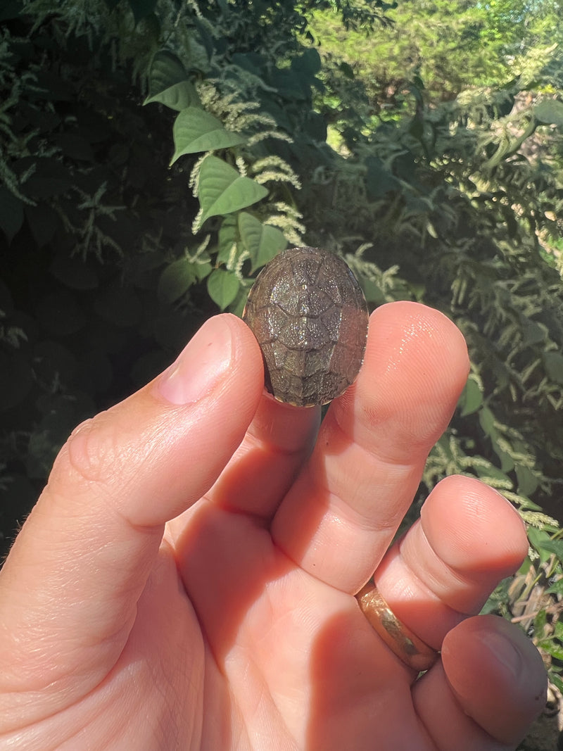 Razor backed Musk Turtle X Stinkpot Musk Turtle Hybrid Baby (Sternotherus carinatus X odoratus)