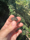 Razor backed Musk Turtle X Stinkpot Musk Turtle Hybrid Baby (Sternotherus carinatus X odoratus)