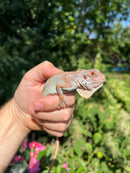 Red Axanthic Iguana (Iguana iguana)